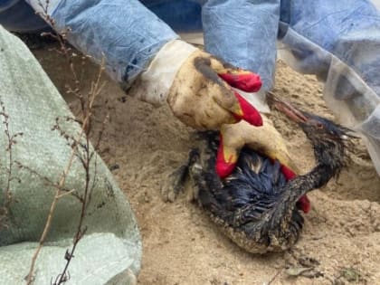 На Кубани опровергли фейк о гибели 90% птиц при отправке на реабилитацию