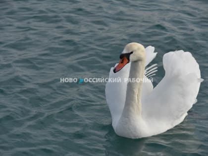 Прогуливаясь по набережной, новороссийцы подкармливают птиц хлебом. Но этого делать нельзя