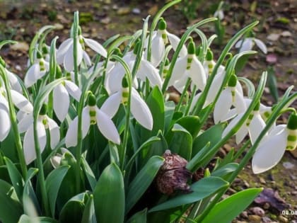 Не лишайте весну красоты