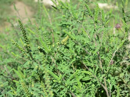 В Краснодаре за 5 месяцев выкосили почти 12 тыс. гектаров карантинных растений