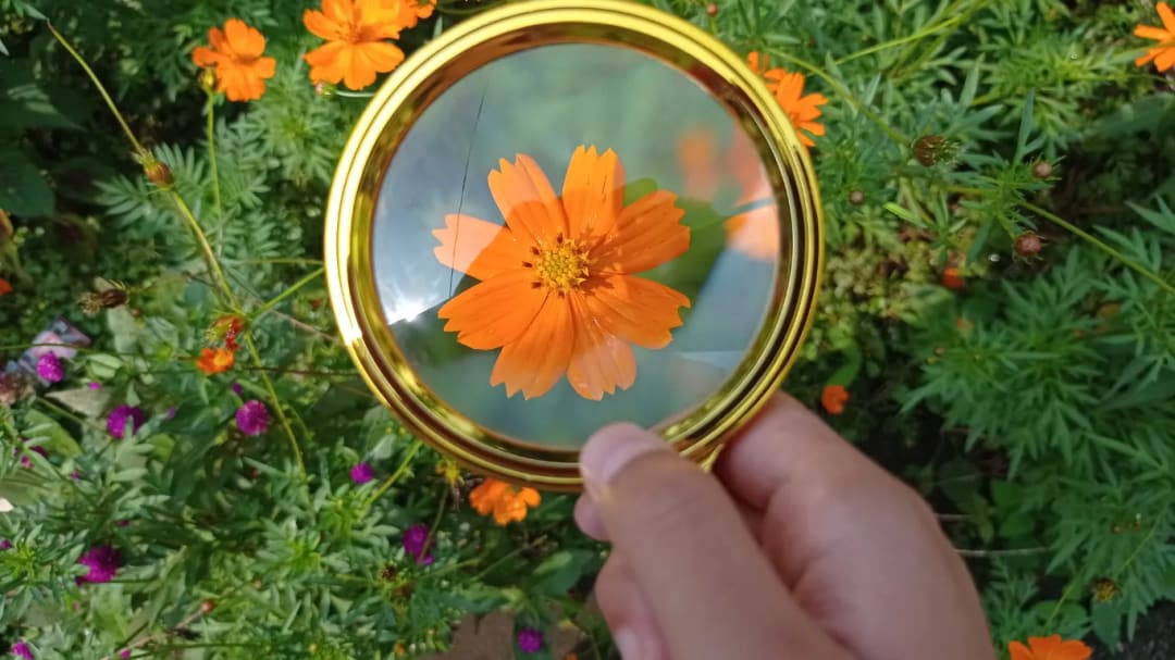 Look outside and observe nature for a minute