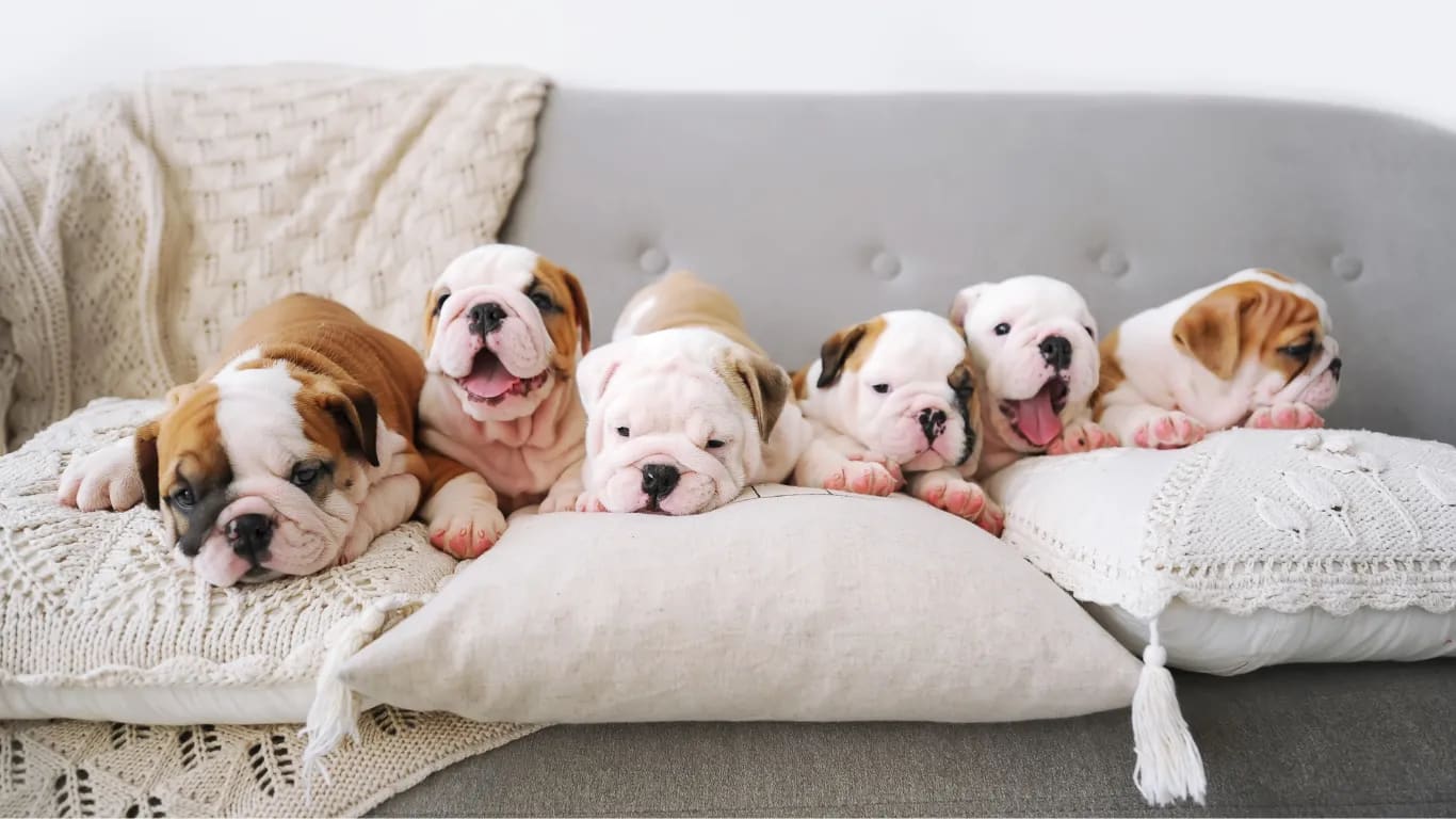 Schüttle die Kissen auf deinem Sofa auf