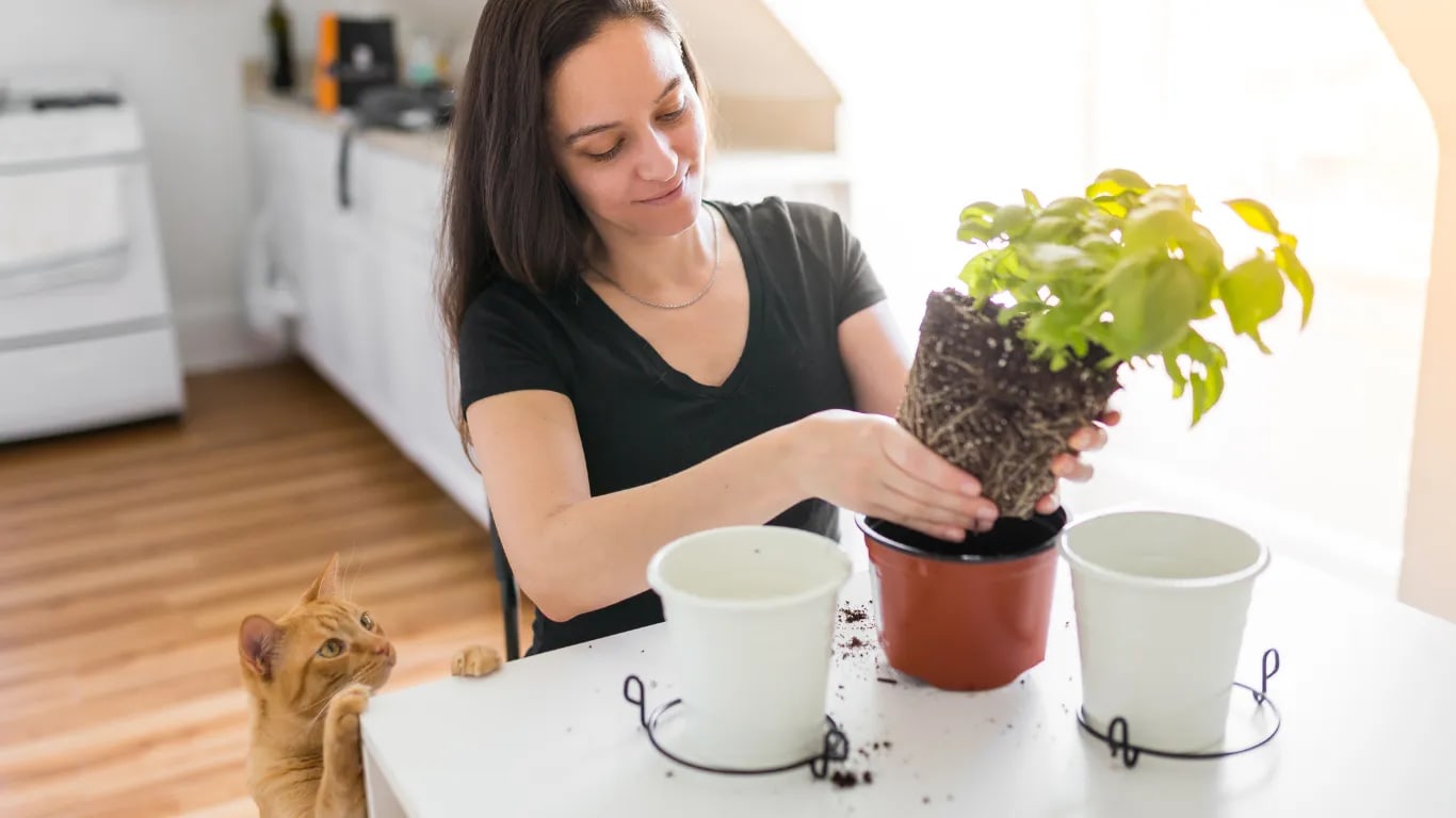 Topfe eine Zimmerpflanze um oder gib ihr frische Erde