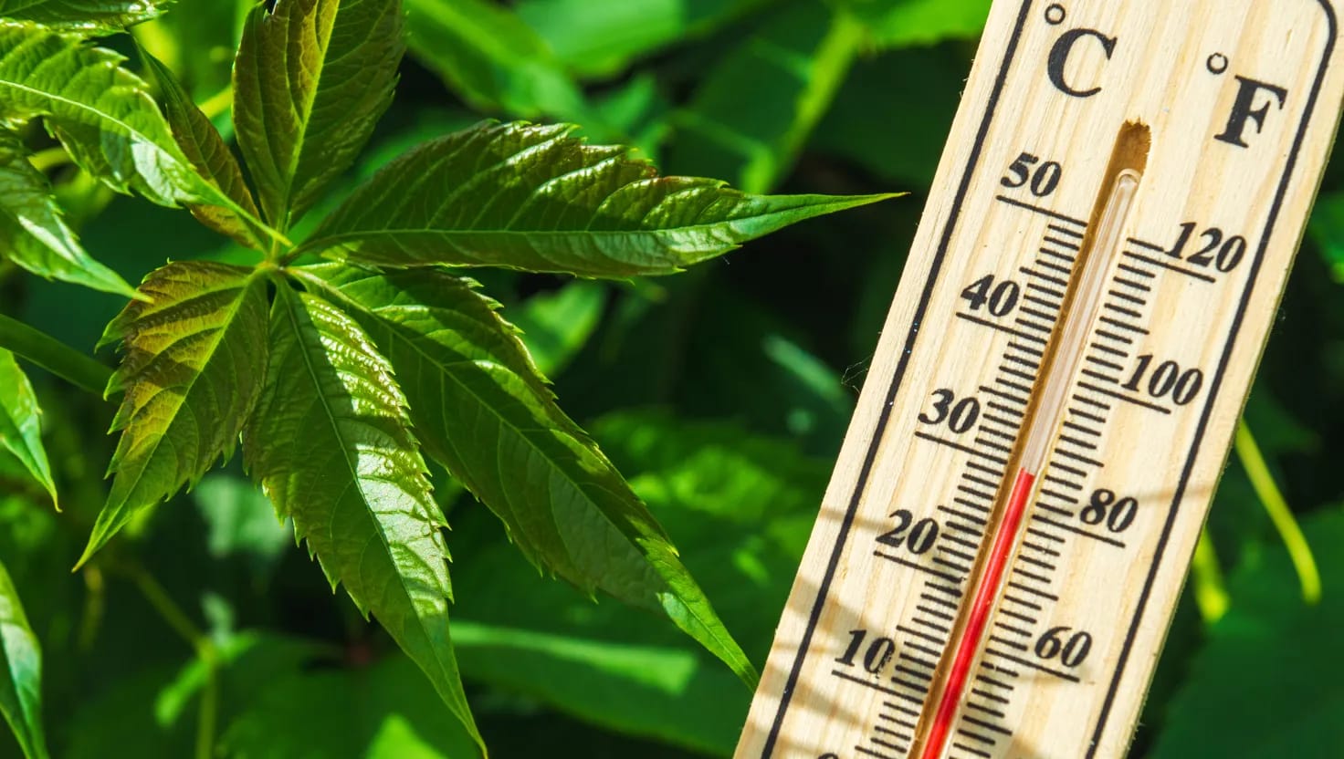 Escribe una temperatura que te resulte reconfortante