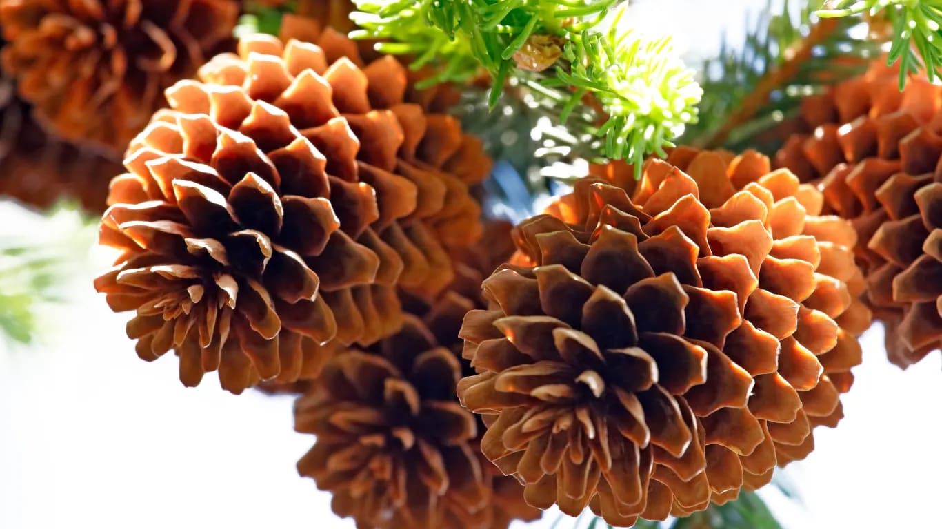 Spend 1 minute observing the intricate pattern on a leaf or pinecone