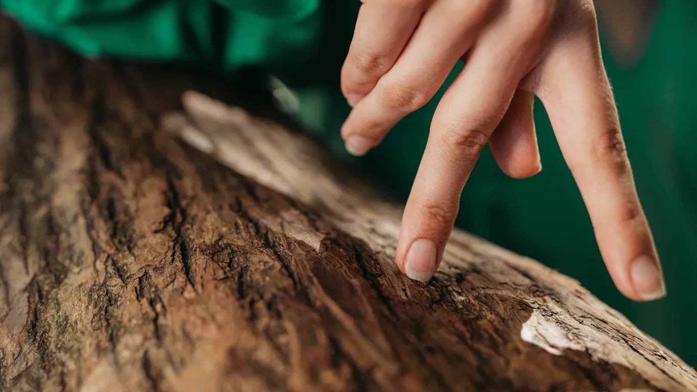 Fahre mit dem Finger eine Holzmaserung nach