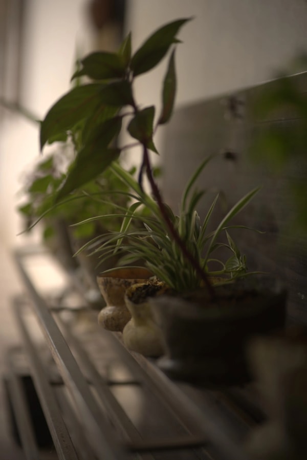 GrowPouch beginning natural decomposition in soil