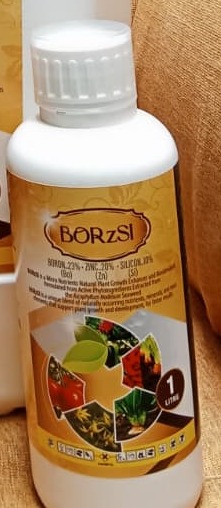 Borzsi