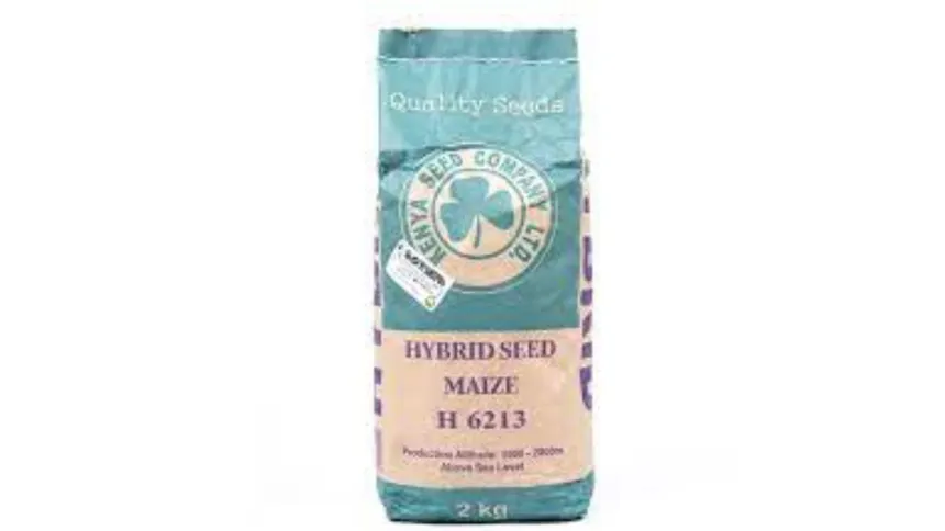 Hybrid Maize Seed H6213 (2kg) - High-Yield, Late-Maturing Highland Variety