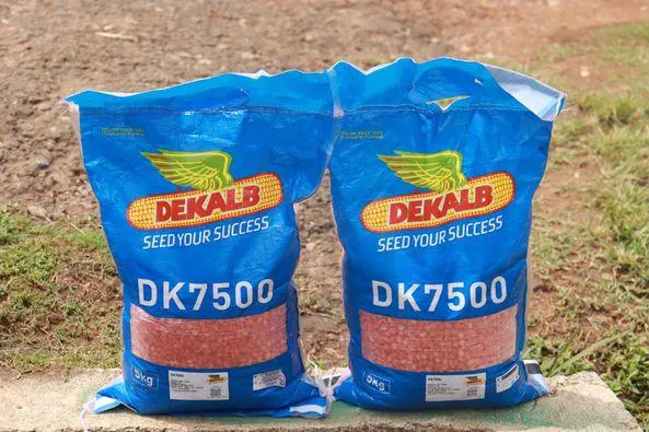 dk 7500 yellow seeds