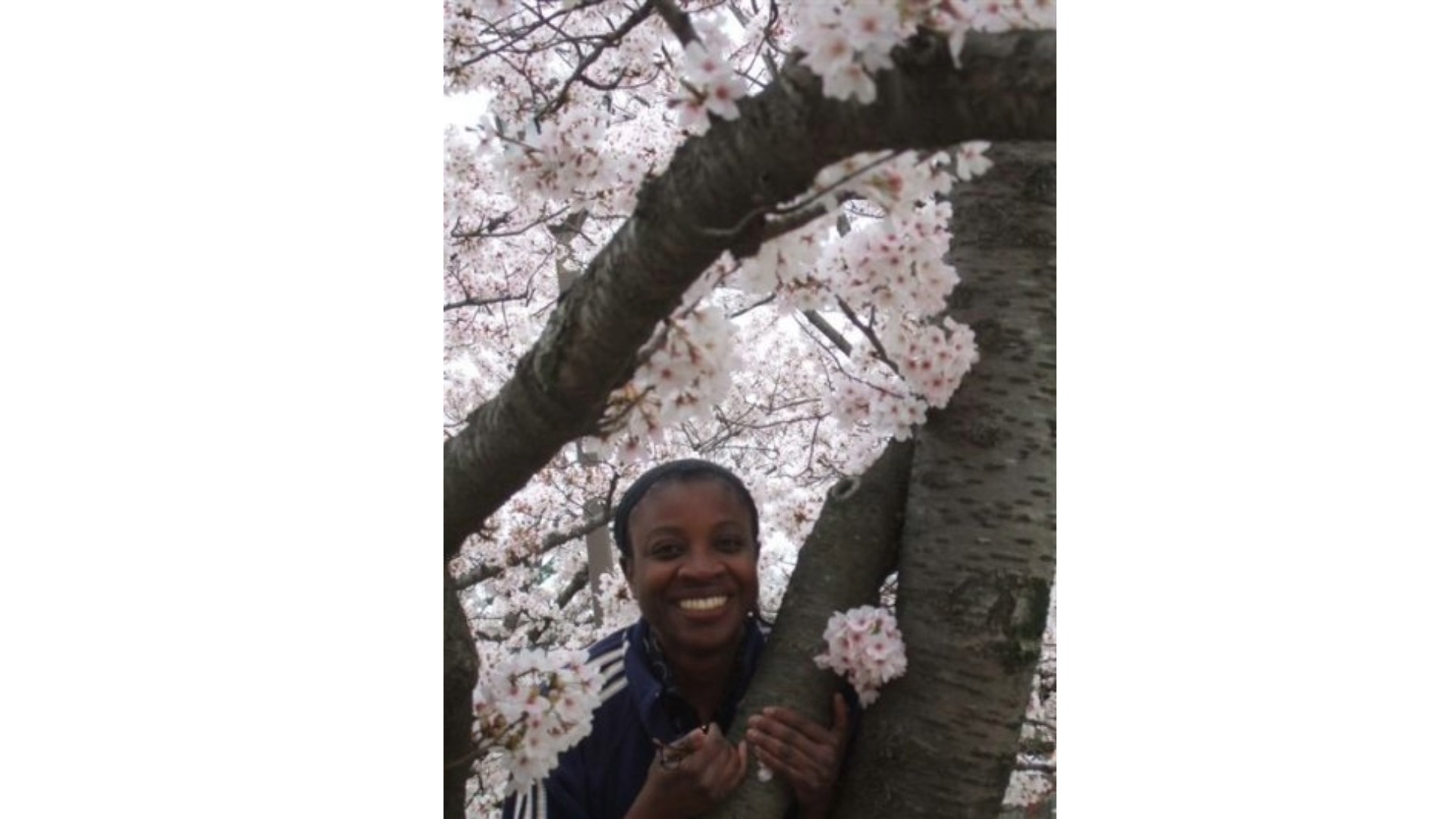 Osaka Castle during cherry blossom season