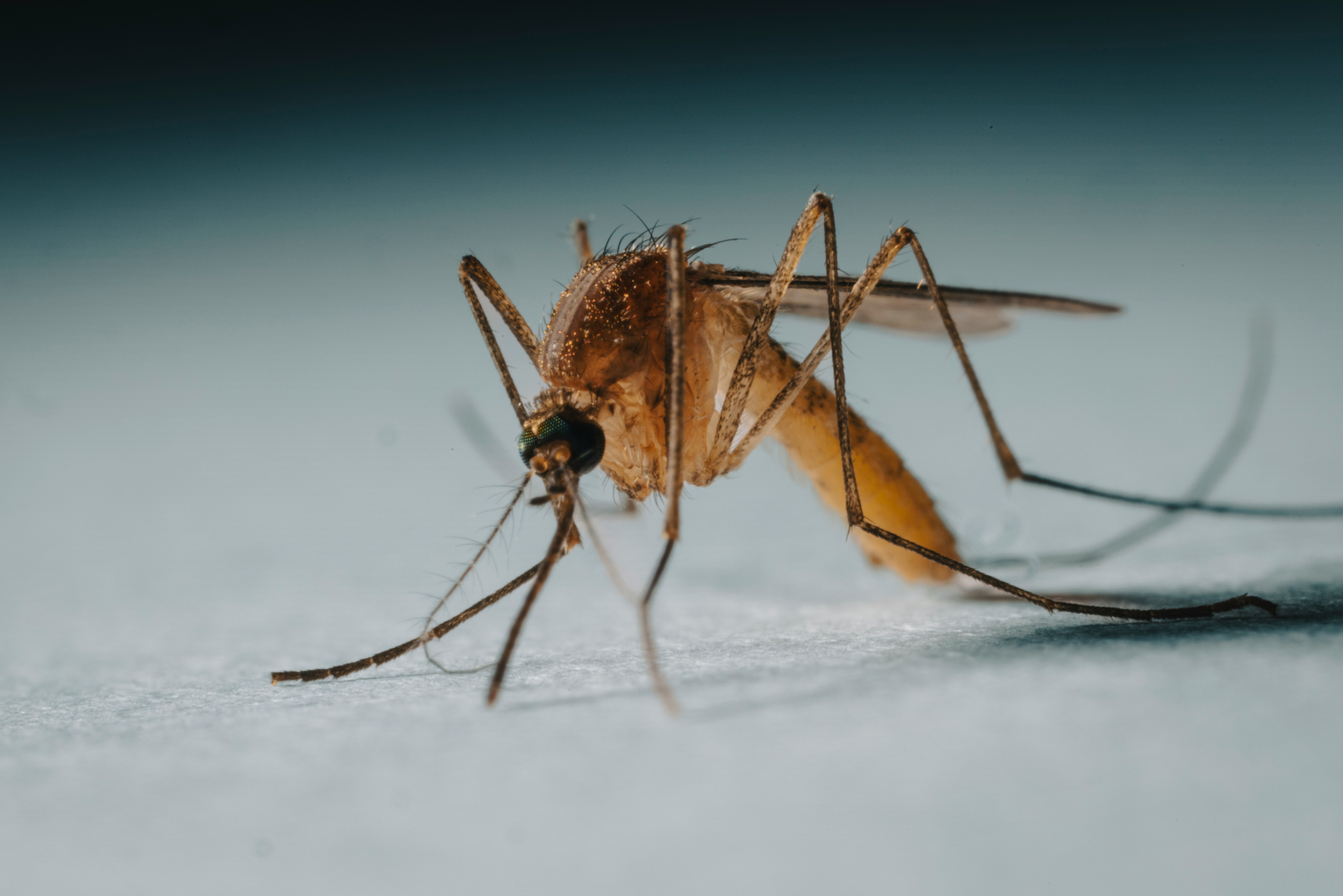 Kenya to test AI tool that lets community health promoters identify malaria mosquitoes