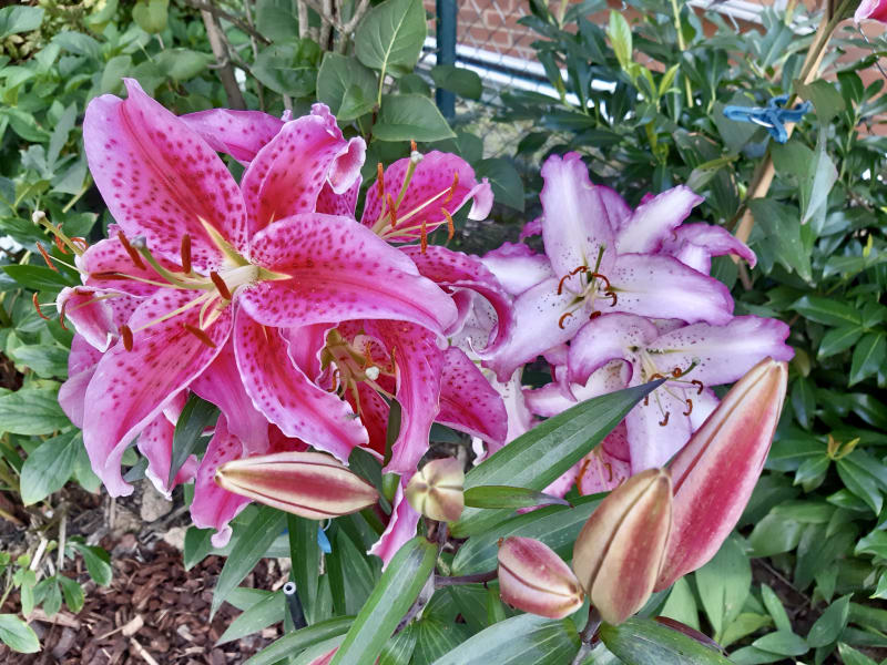 Gartenprojekt – Lilien