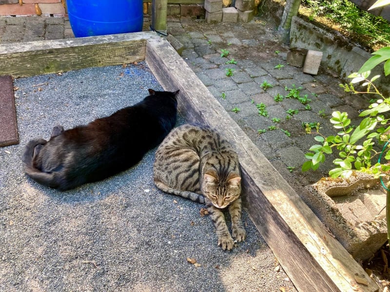 Die zwei Katzen – eigentliche Chefs