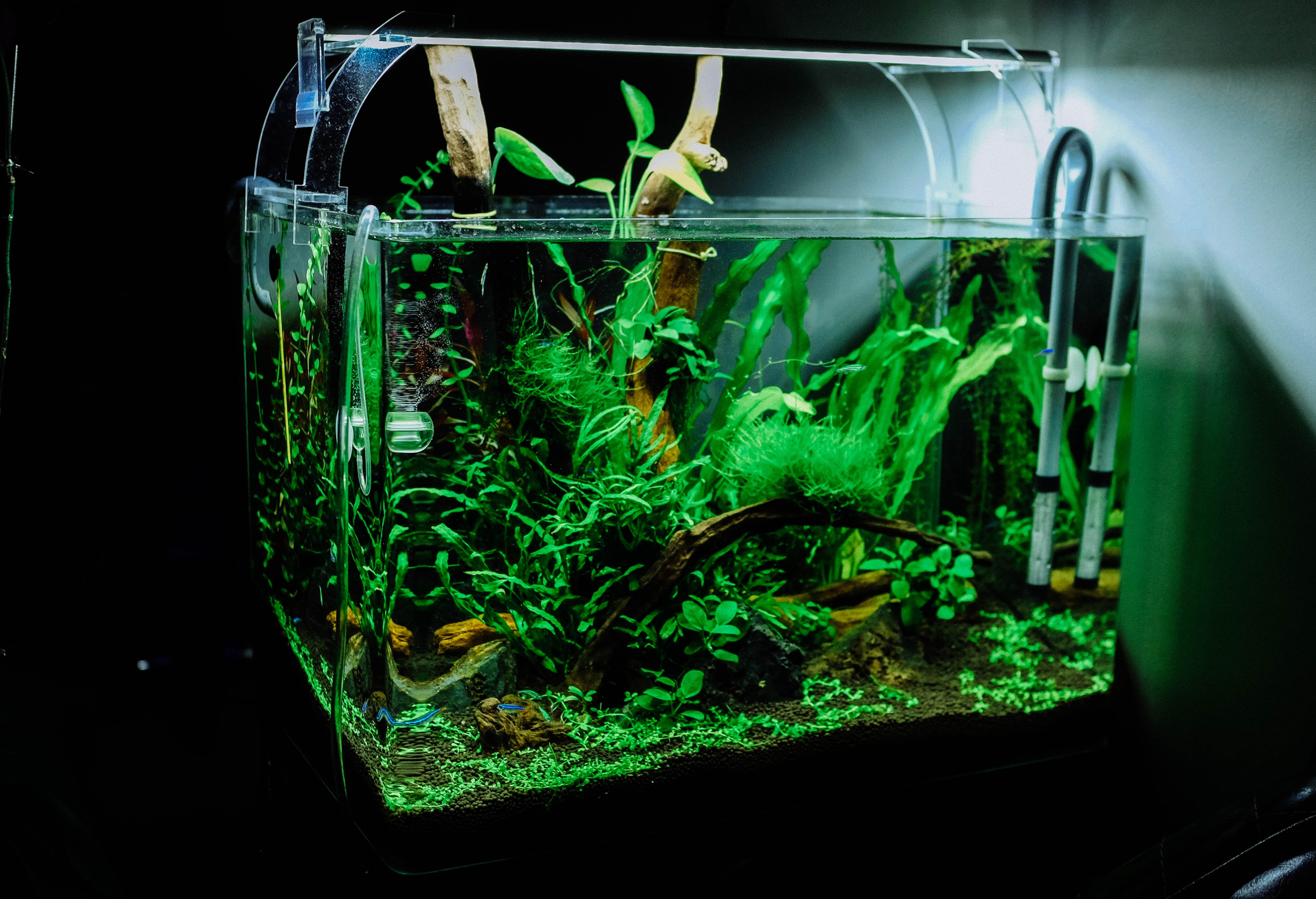 18 Gallon Community Aquarium thumbnail