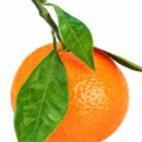 Mandarin orange