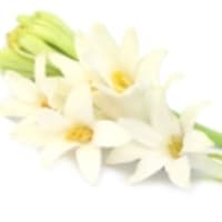 مسك الروم
