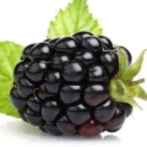 التوت الأسود