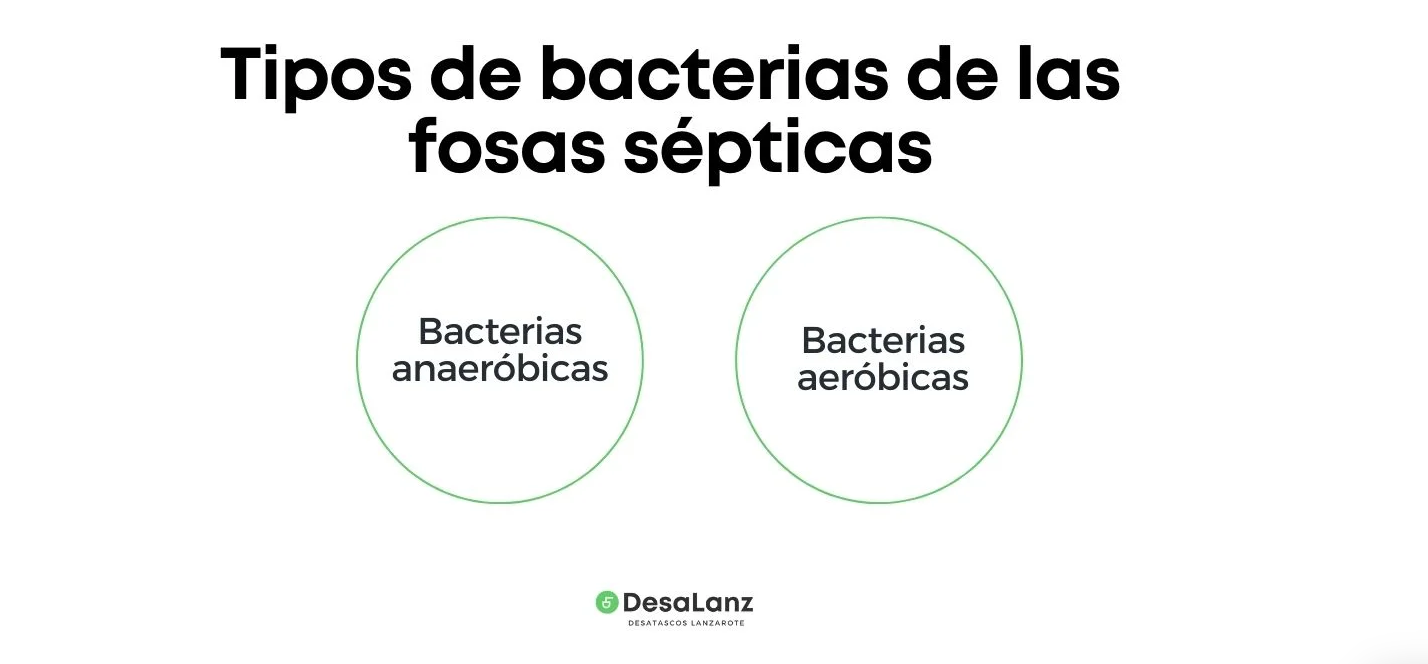 tipos de bacterias fosa septica