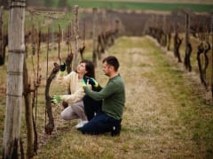 Срочно укрывайте виноград: как спасти плодовые деревья и кустарники от надвигающихся заморозков