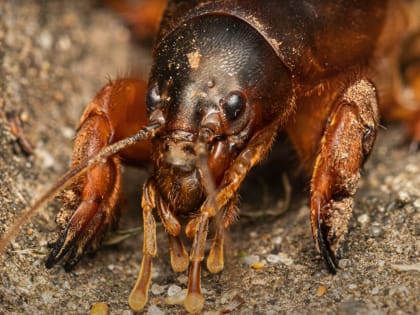 Как избавиться от медведки на огороде и в теплицах: лучшие народные методы и полезные лайфхаки