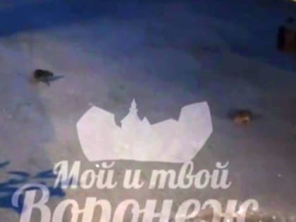 Воронежцы рассказали о неприятной встрече со скрытными обитателями популярного парка