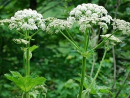 Штраф до 700 тысяч могут ввести за невырубку одного из видов растений на участке