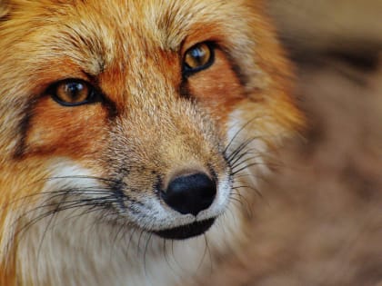 Бешенство в Воронежской области: более 200 случаев обращения к медикам