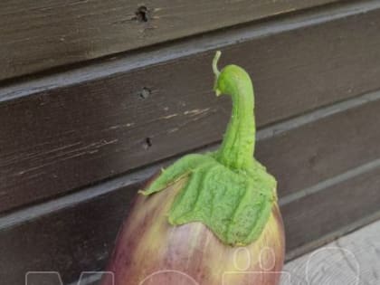 Новые горизонты для местного бизнеса