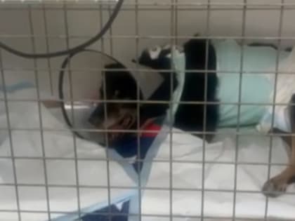 Пёс Боцман с отказавшими лапами умер на руках воронежских ветеринаров