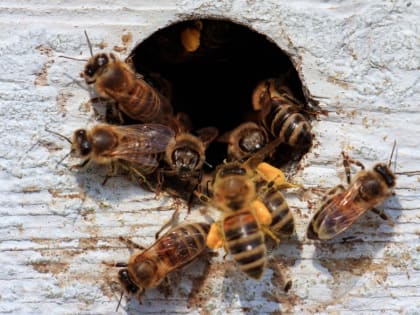 Откуда в Воронеже появились пчёлы и какие опасные насекомые есть в нашем регионе
