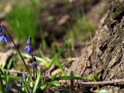 Синоптики рассказали, какая погода будет в апреле в Воронежской области