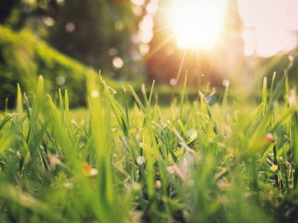 Тепло до +27 градусов вернётся в Воронежскую область