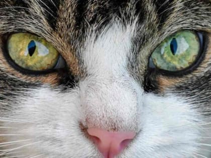 Бешенство животных выявили еще в одном воронежском селе