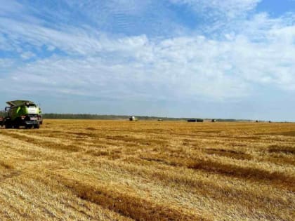 В начале июля на юге Воронежской области может стартовать уборочная кампания