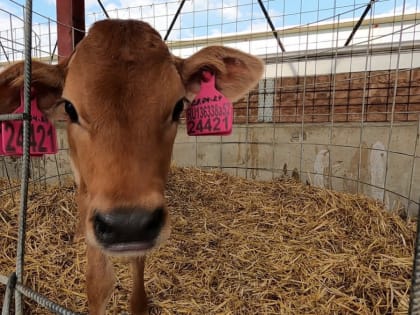 Воронежские коровы подтвердили эффективность вакцины от инфекционных болезней