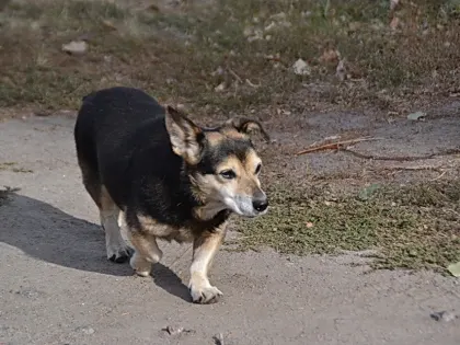 В январе 2025 года в Воронежской области обнаружили двух бешеных животных