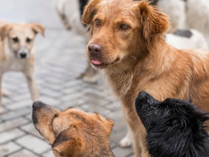 Проблема бездомных животных: как Воронеж решает эту задачу
