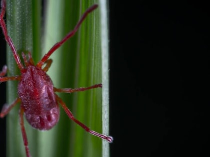 Увеличение числа укусов клещей в Воронежской области