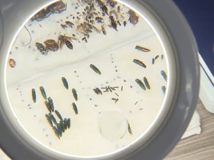 Специалисты рассказали об активности вредителей в Воронежской области