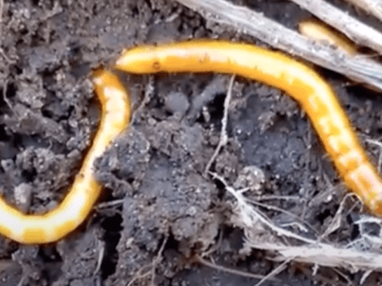 Как бороться с проволочником на дачном участке