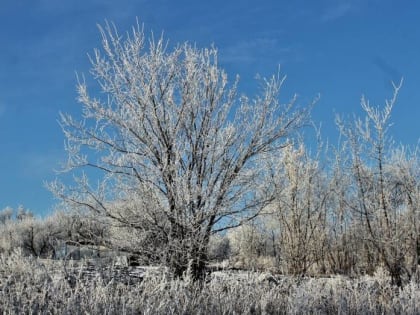 Штормовое предупреждение объявили в Воронежской области из-за сильнейших морозов