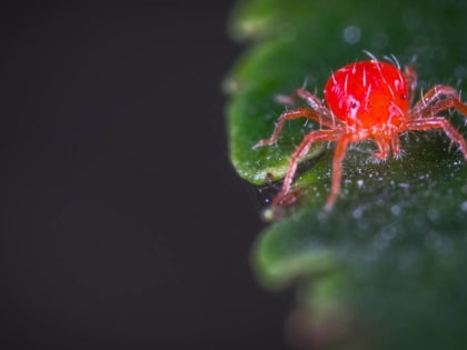 От укусов клещей пострадали 1811 жителей Воронежской области