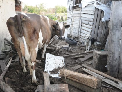 В 2,4 раза выросло число пострадавших в очагах бешенства в Воронежской области