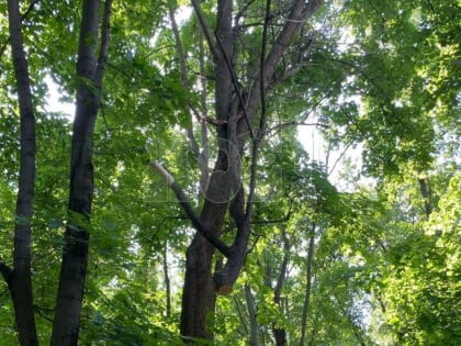 «Убьёт кого-нибудь!»: опасно висящие ветки дерева заметили на кладбище в Воронеже