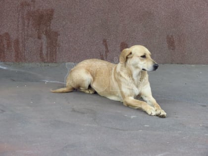 Карантин по опасному заболеванию ввели в воронежском селе