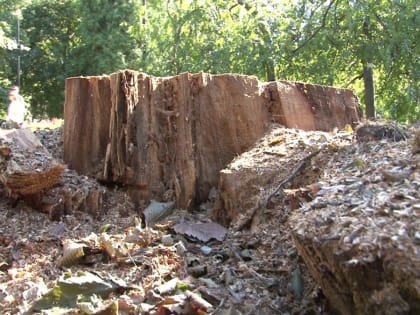 Уничтожение деревьев в Кольцовском сквере вызывает беспокойство