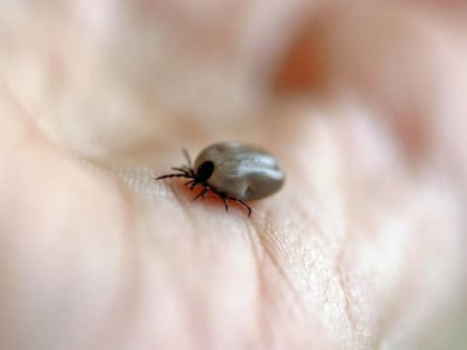 Рост числа укусов клещей в Воронеже