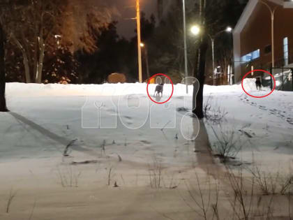 Стая лающих собак окружила женщину около здания управы района в Воронеже