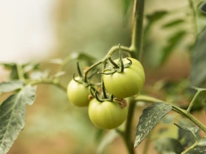 Гниль на томатах: как выглядит, причины и чем лечить растения